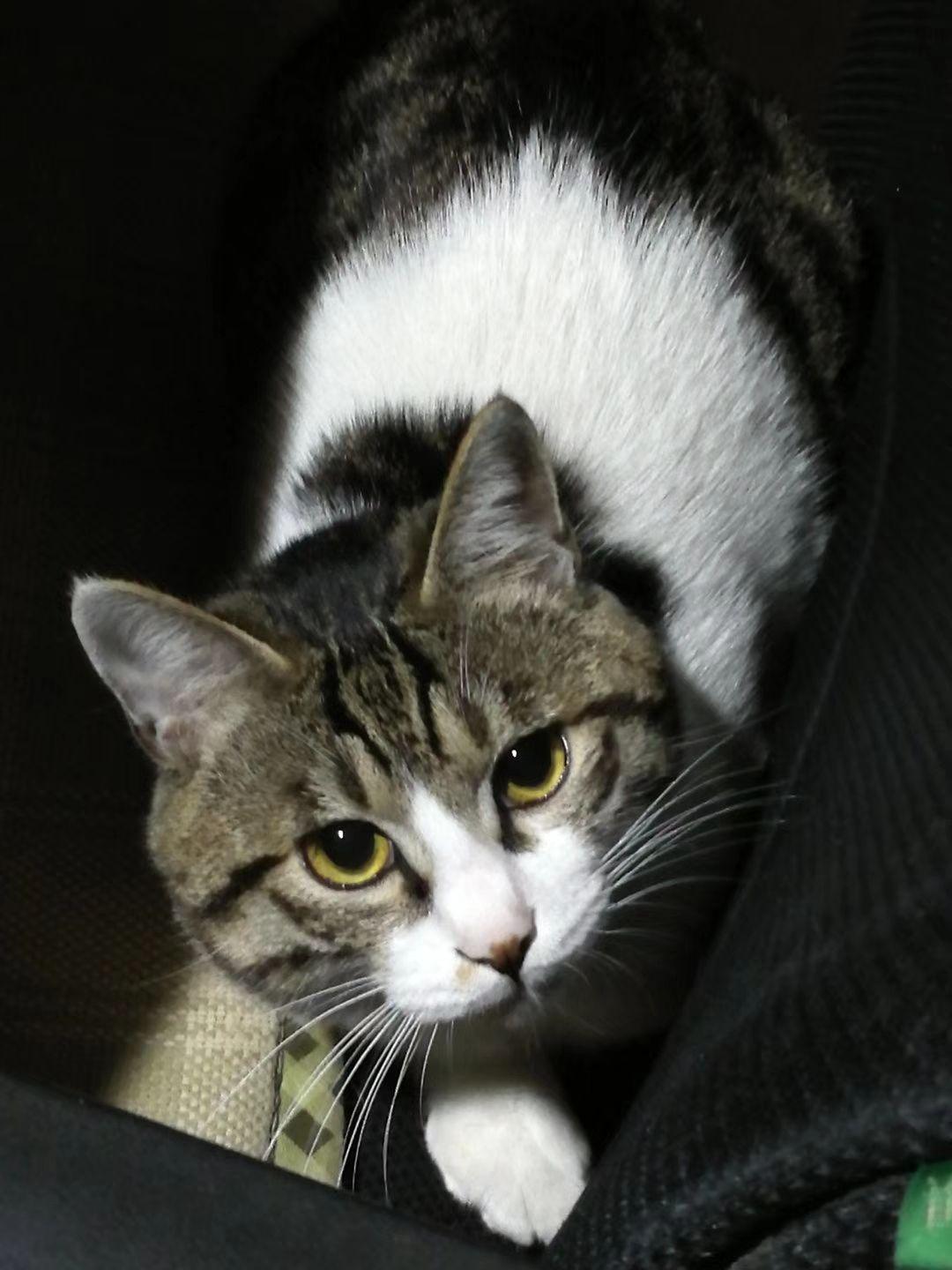 土猫田园猫真的没品种猫好看吗