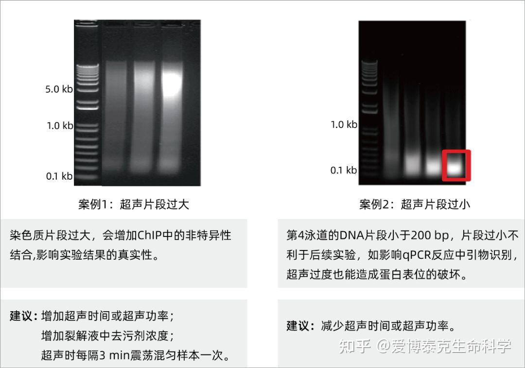 干货 │ 步步为赢，ChIP实验攻略 - 知乎