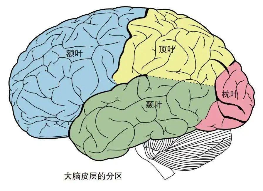 8种脑力锻炼,让你拥有更聪明的大脑 - 知乎