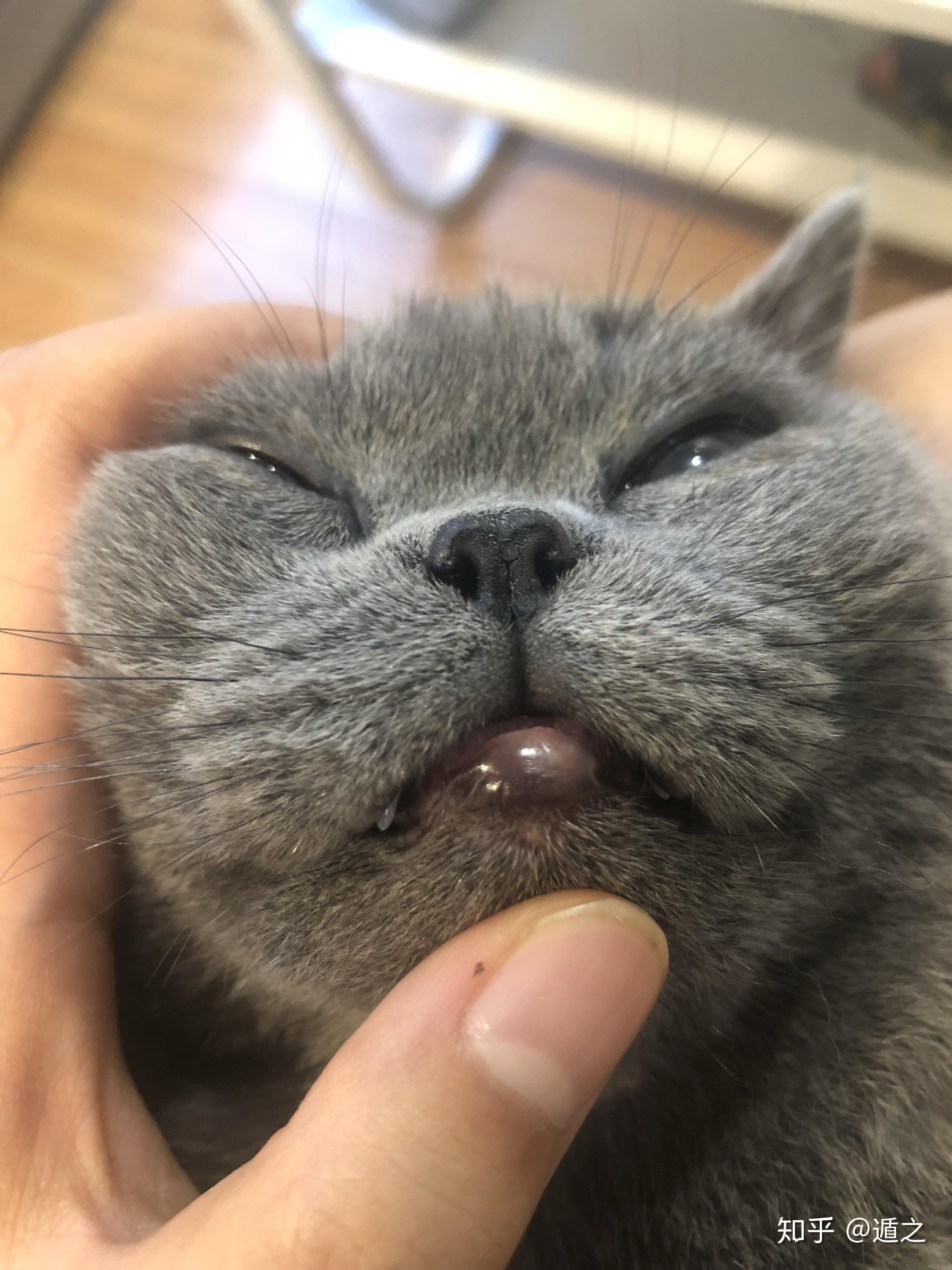 猫咪下嘴唇有个小脓包图片