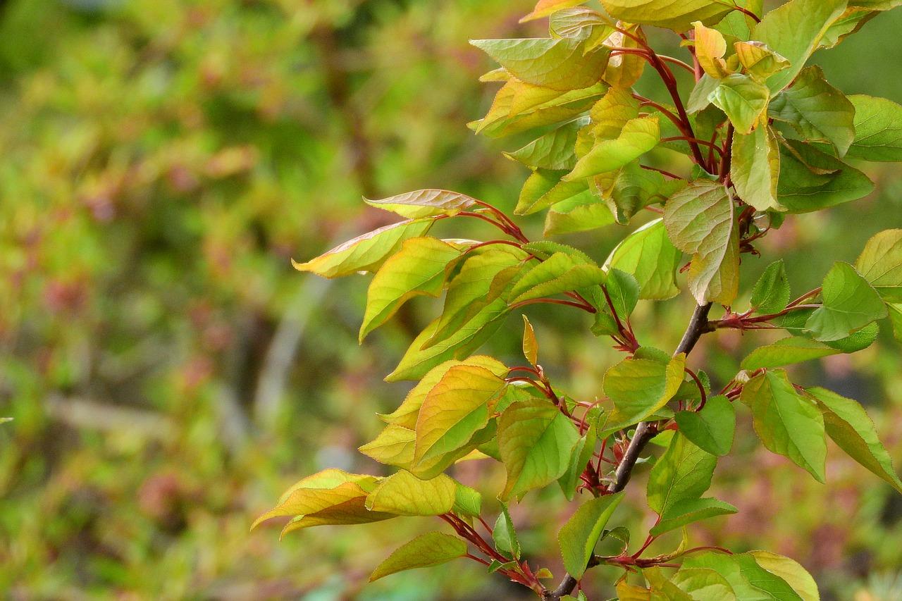 桃树什么时候移栽