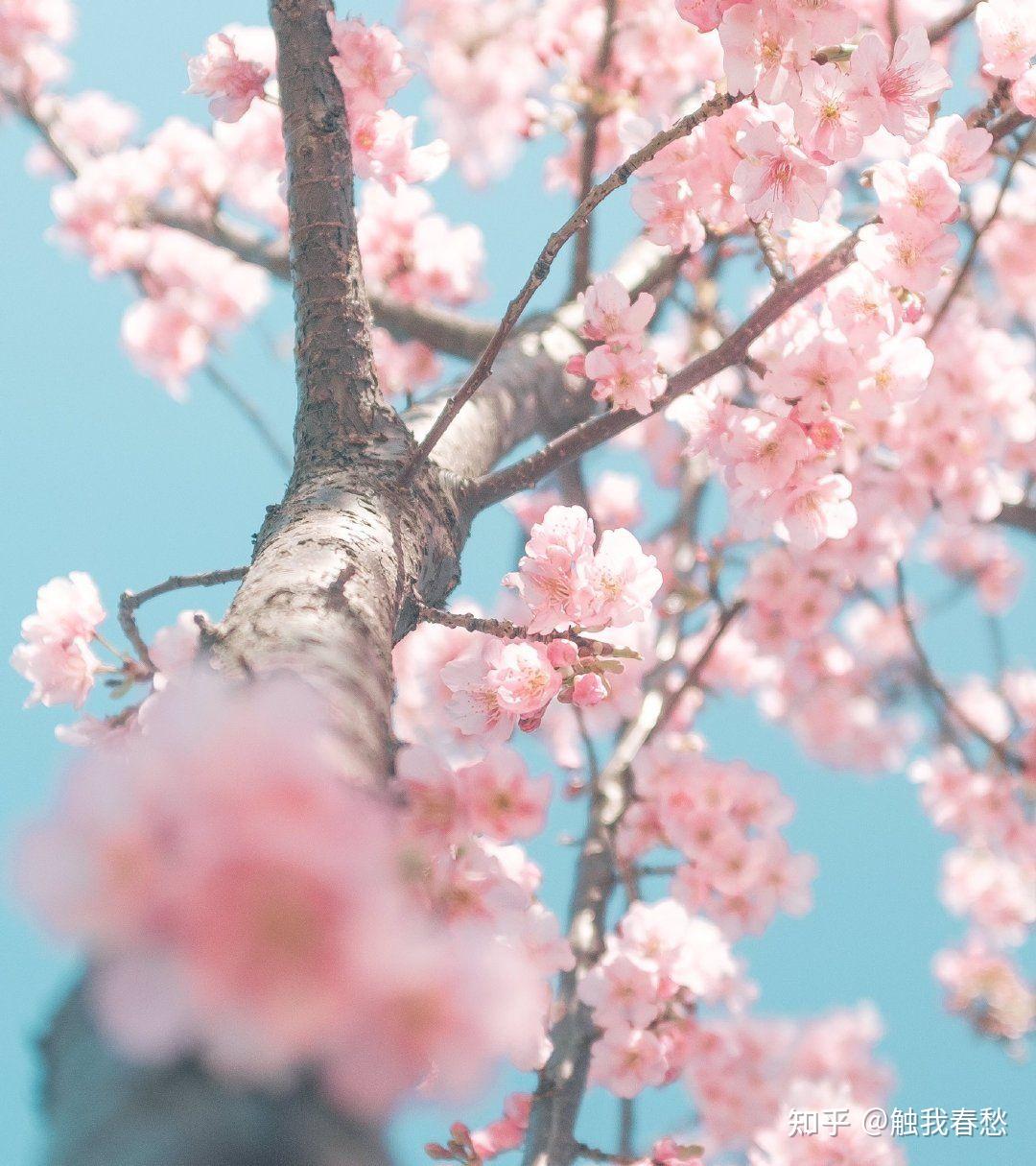 有哪些很适合做头像的樱花照片?