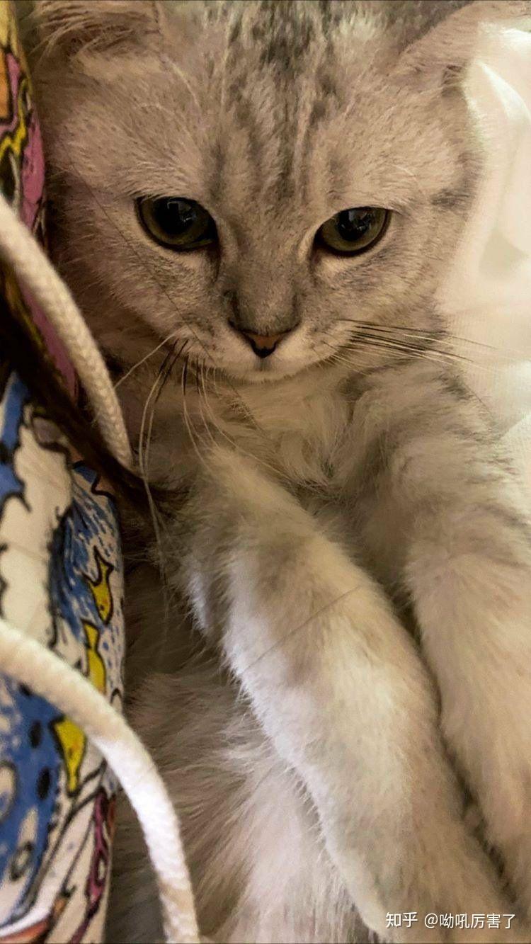 能介绍一下lisa的猫吗? - 知乎