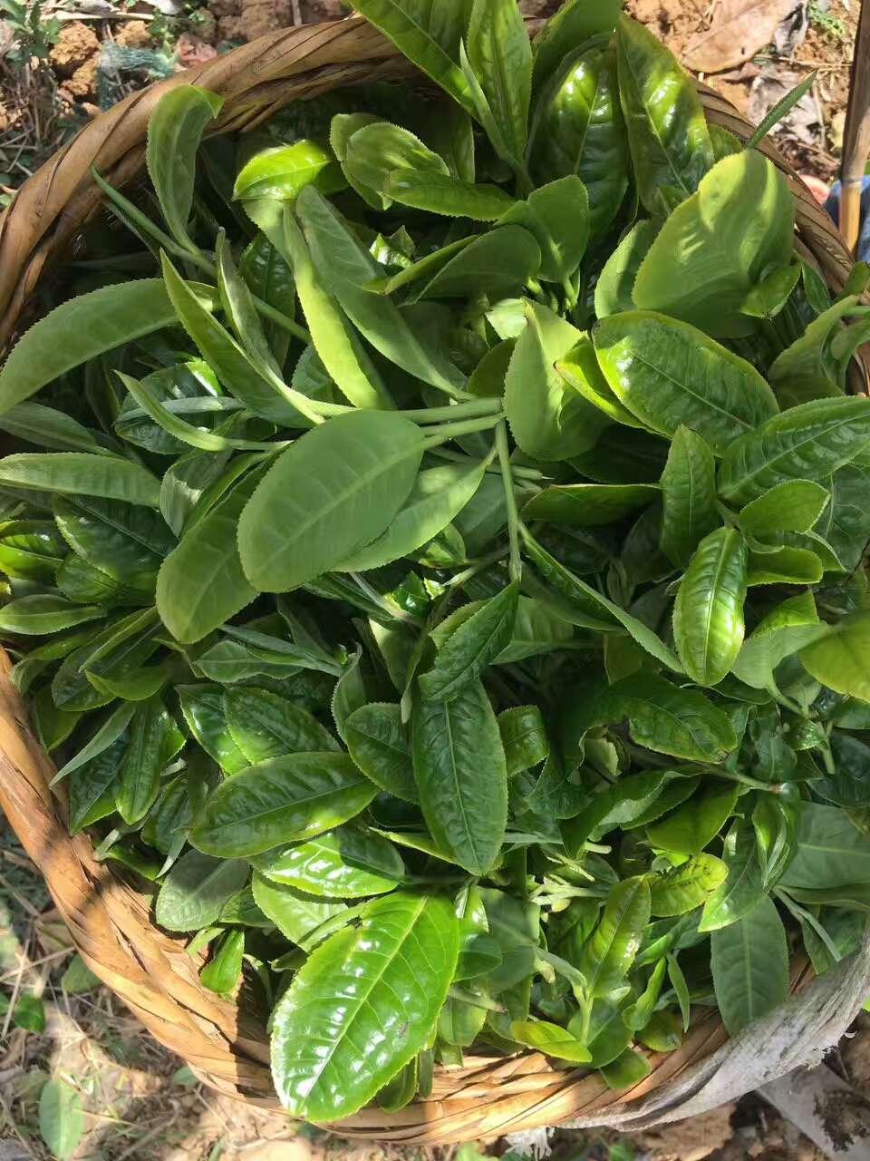 为何古树普洱茶一年比一年发得晩