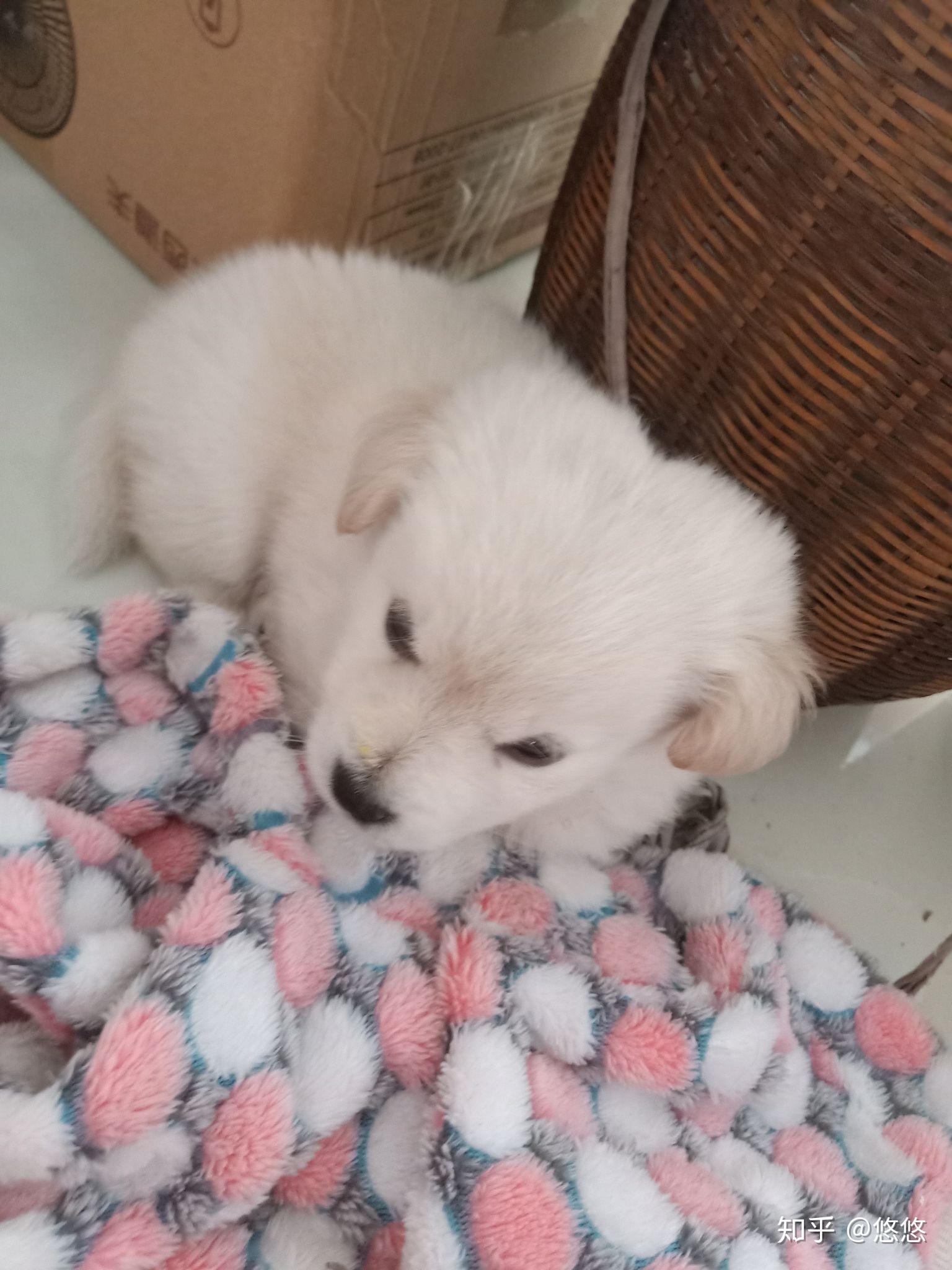 博美比熊串串狗?我家狗到底是哪个?