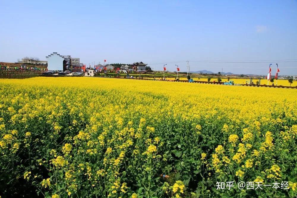 这里是人间仙境，这里是油菜花的海洋—中国黄梅戏之乡安庆望江 - 知乎
