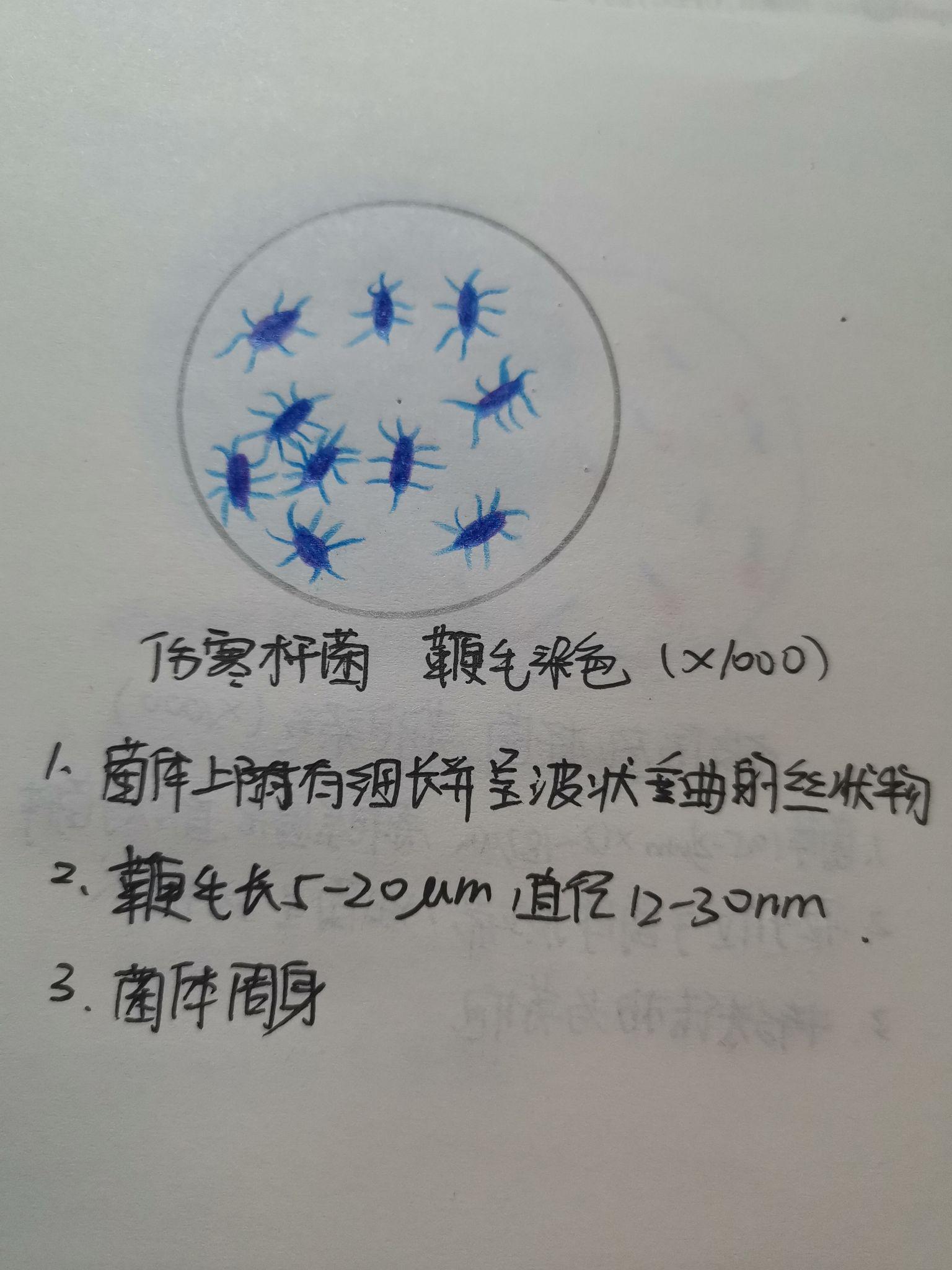 有葡萄球菌,结核杆菌,大肠杆菌,蜡样芽孢杆菌,炭疽杆菌的红蓝铅笔手绘