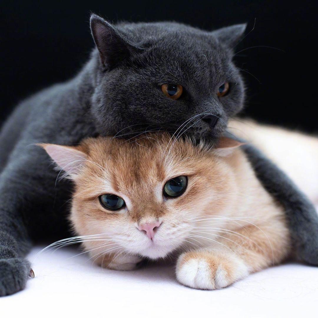 有哪些特别治愈的小动物的图片吗动图什么的都可以