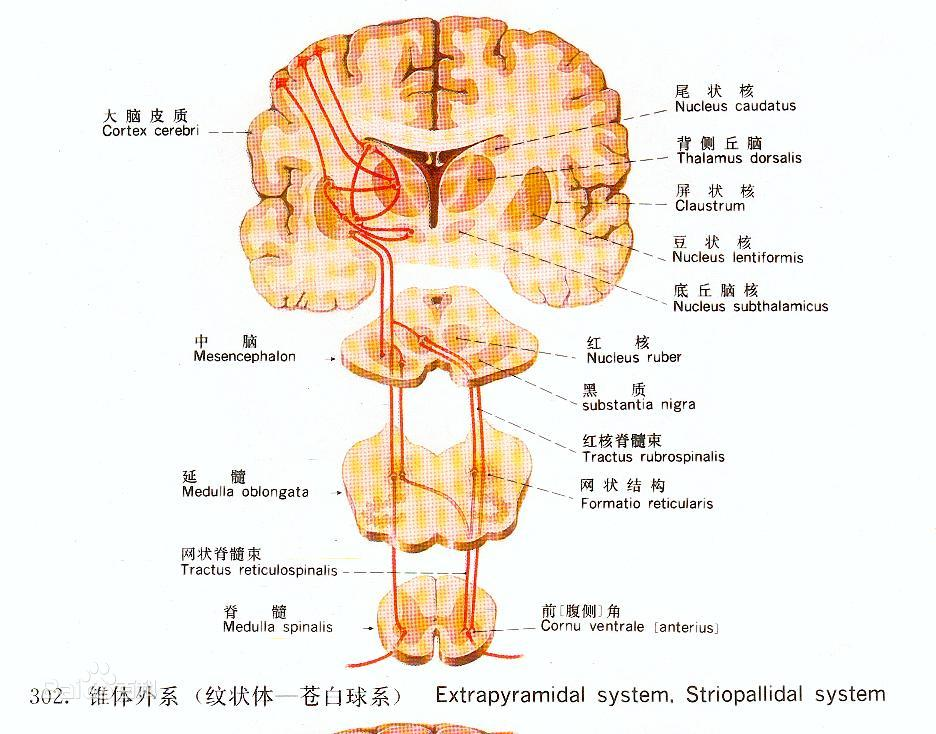 大脑的外层叫 zhuanlan.zhihu.com