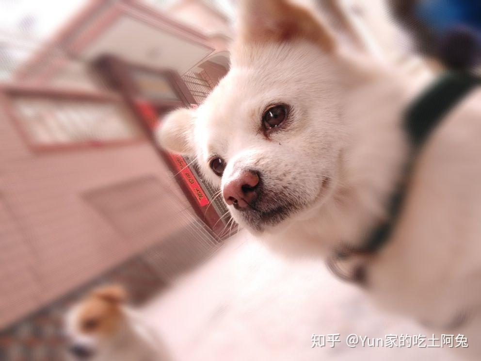 中华田园犬的颜值可以多高