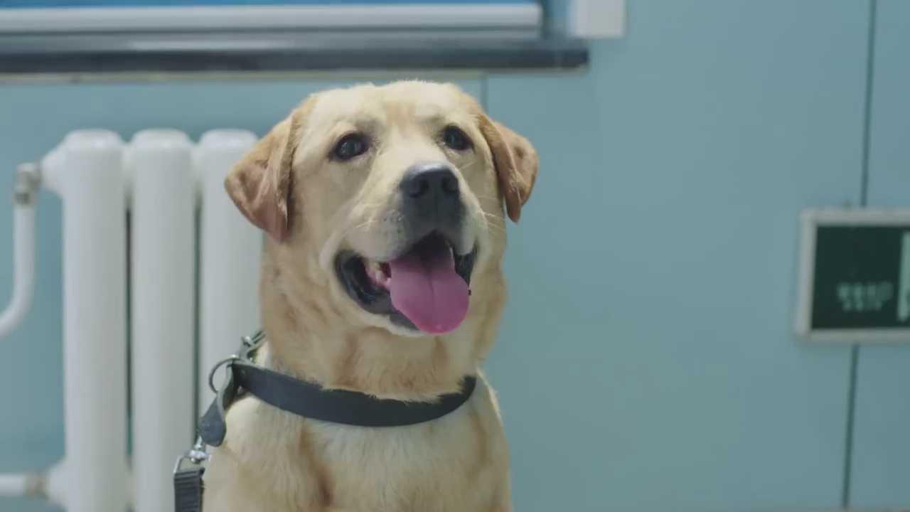 警犬小樱桃太聪明了虽然不会说话但是能和警花无障碍交流