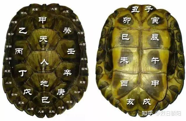 看到乌龟的骨骼,你就会明白,为何它是世界上最诡异的动物之一! - 知乎
