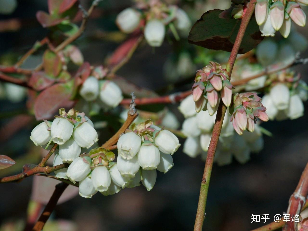 淘宝上卖的很火的日本鲜切吊钟为什么没有能直接种植的盆栽？ - 知乎