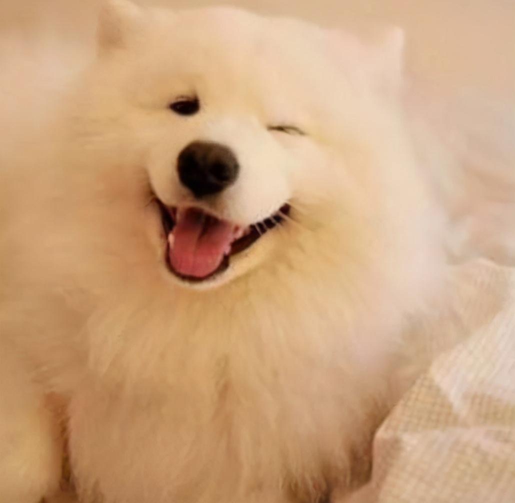 最治愈的几种狗越养越上瘾真是个开心果