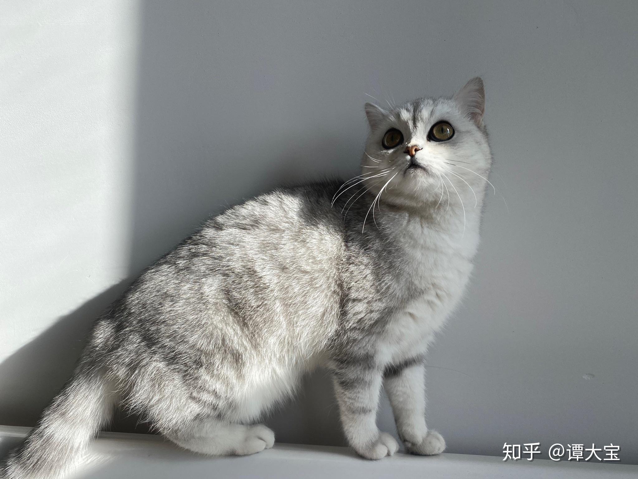 养银渐层是种怎样的体验? - 知乎