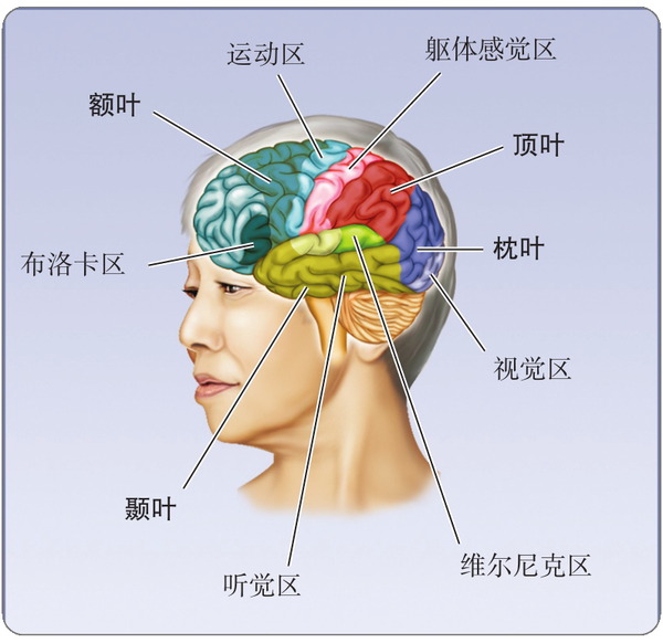 脑结构及其功能 - 知乎