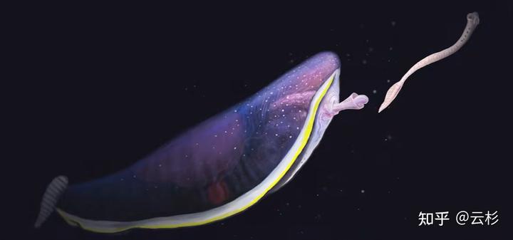 有哪些物种看起来像 AI 生成的，但在自然界真实存在？