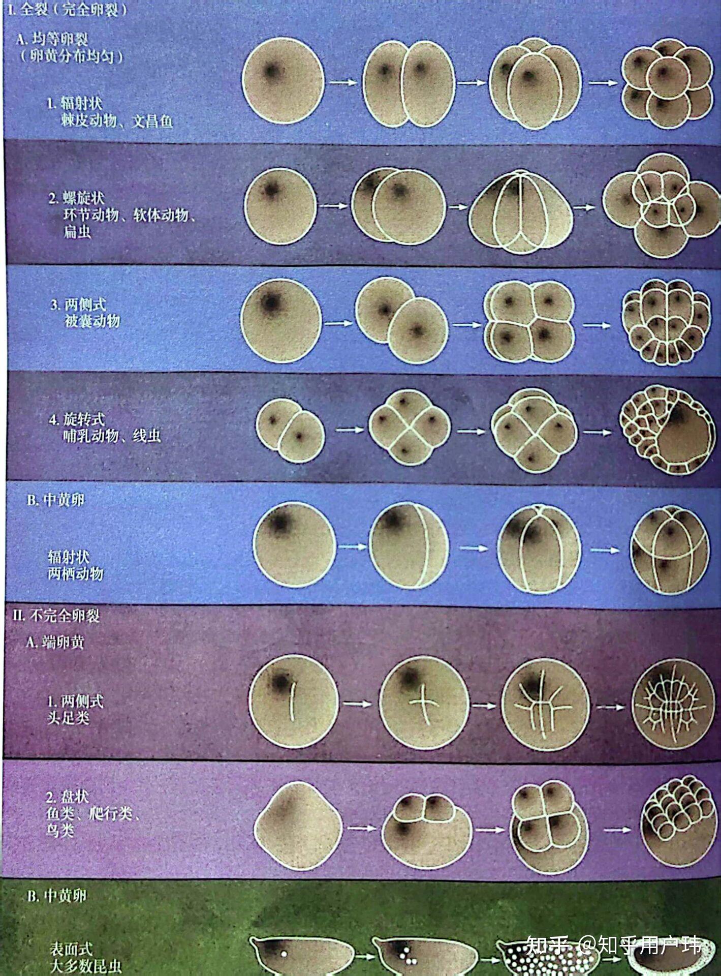 普通动物学 专题一——卵裂 - 知乎