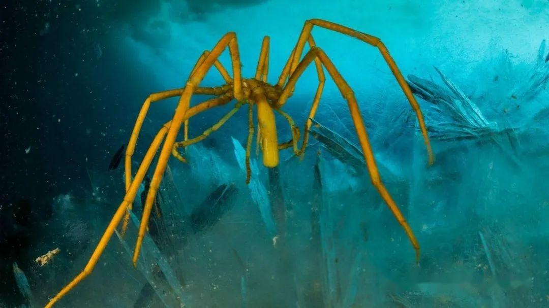 【动物界全系列】螯肢亚门—海蜘蛛纲