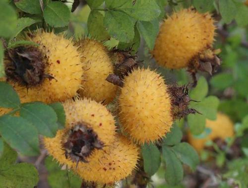 秋天的野果之刺梨酸酸甜甜好滋味