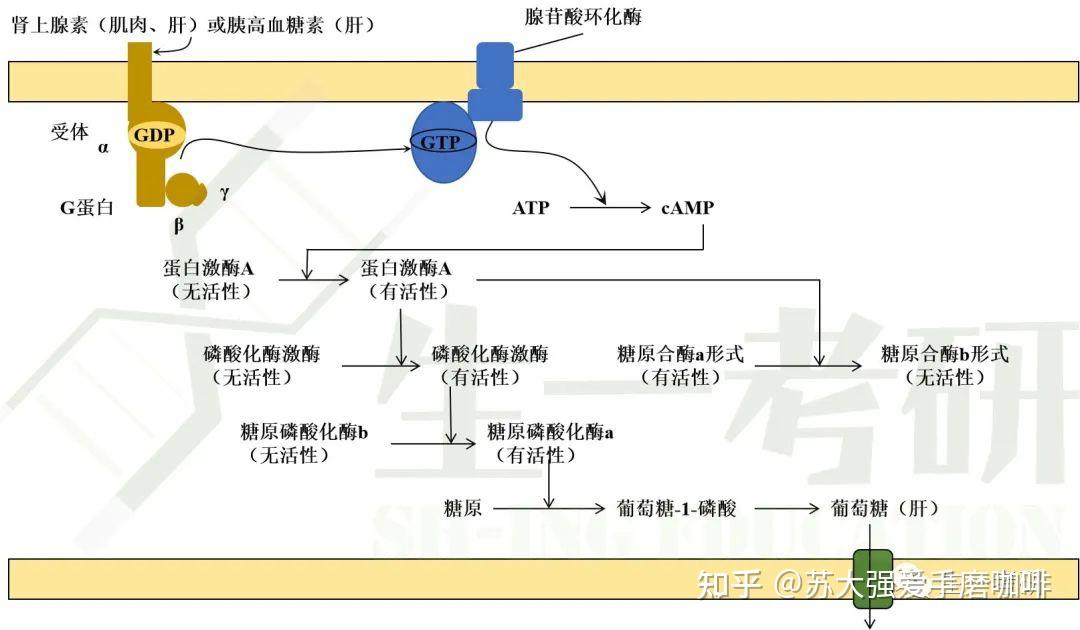 生物化学思维导图-糖代谢（一） - 知乎