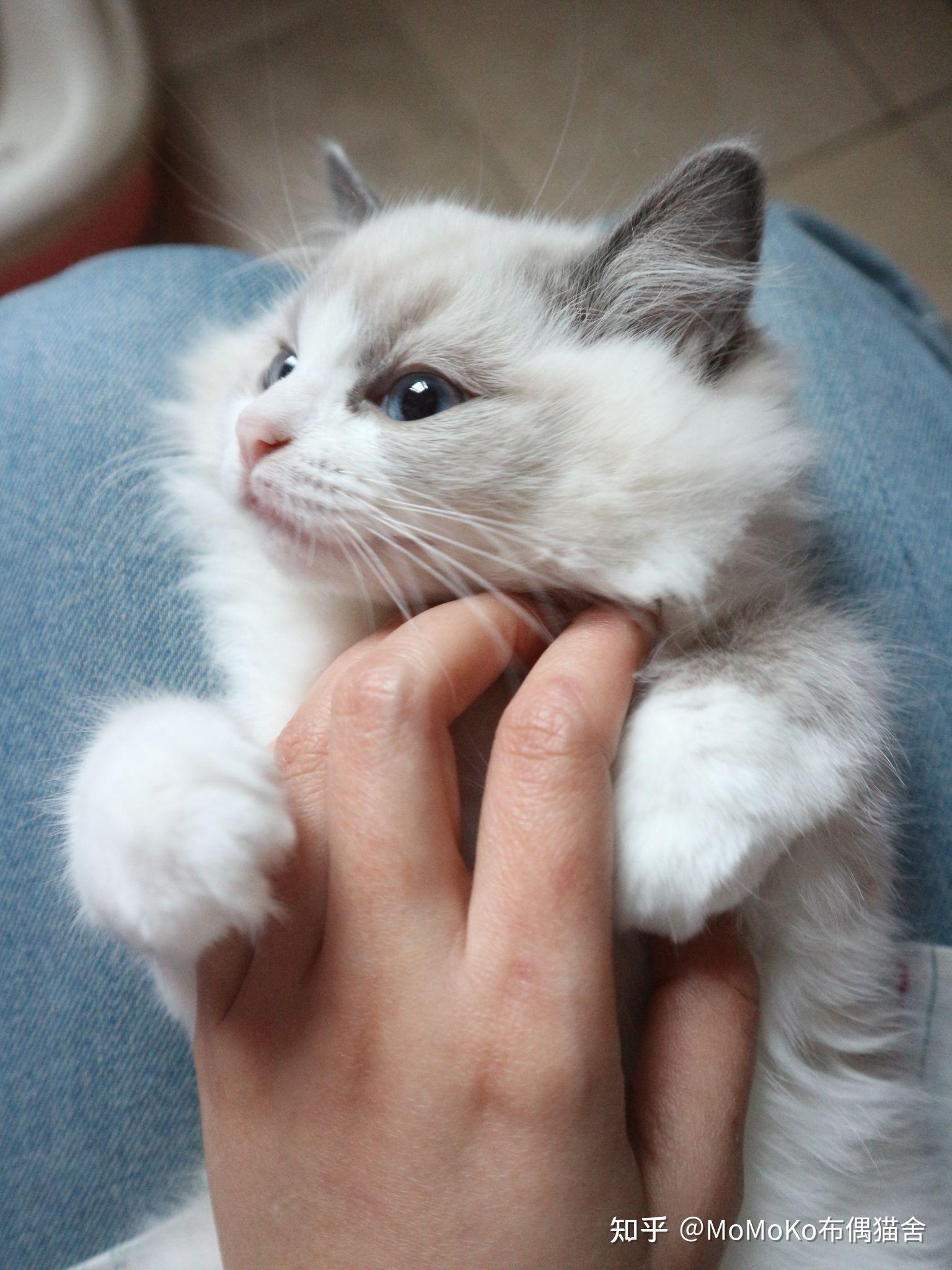 这么可爱的布偶猫你确定不抱一只回家嘛