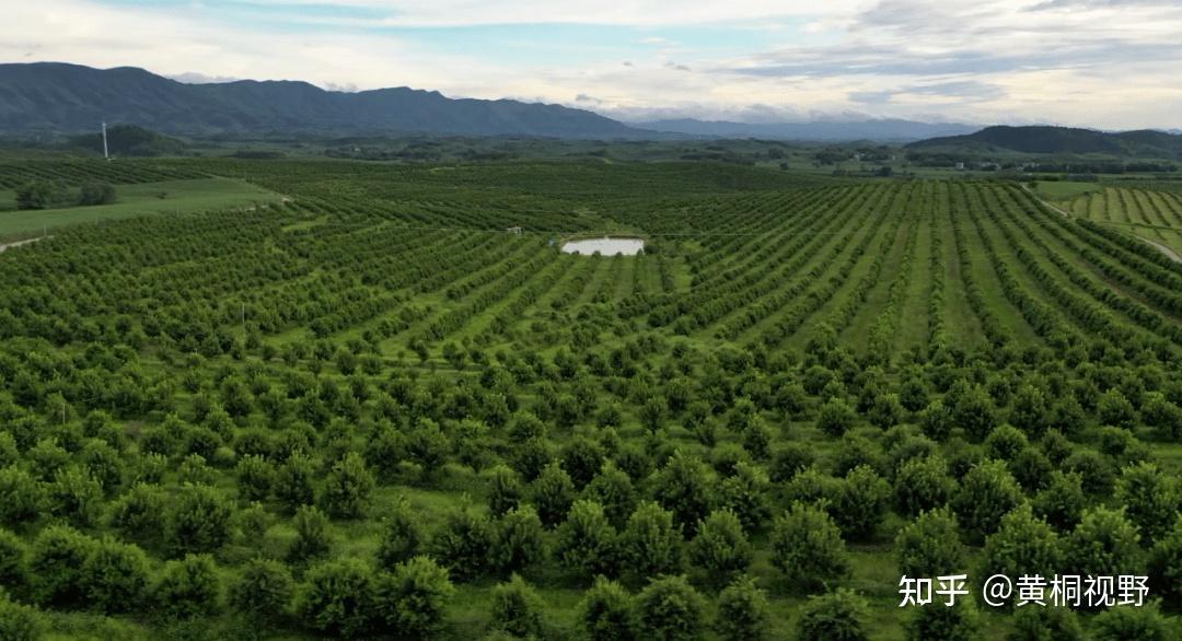 种植致富:亩产500公斤,收购价50元1斤,这棵"摇钱树"一本万利!