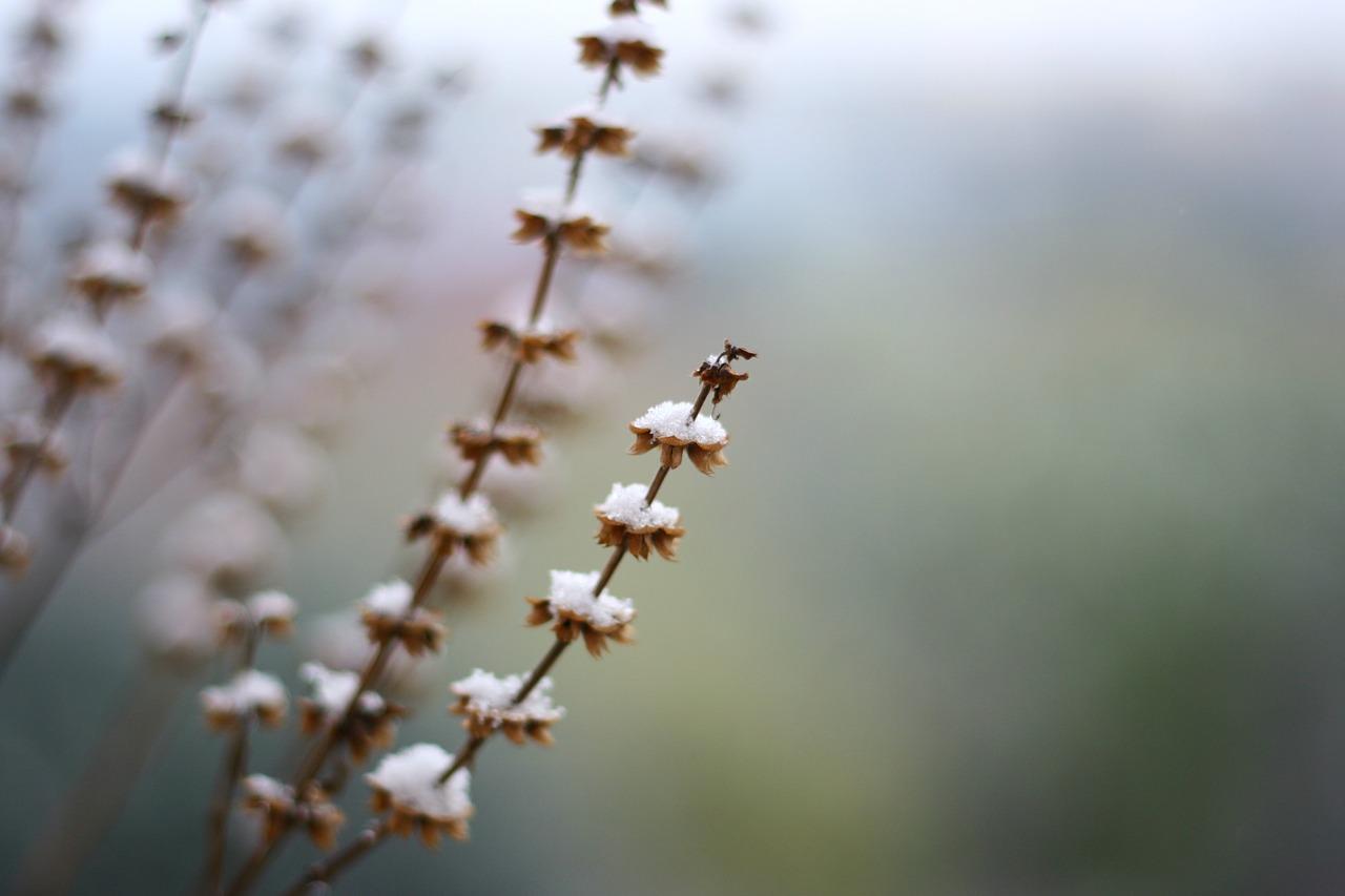 1. 冬季果实成熟