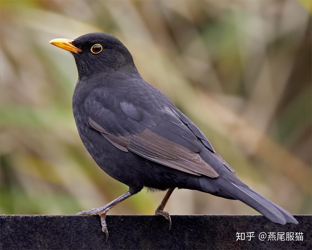 羽毛全黑红嘴红爪这是什么鸟啊?