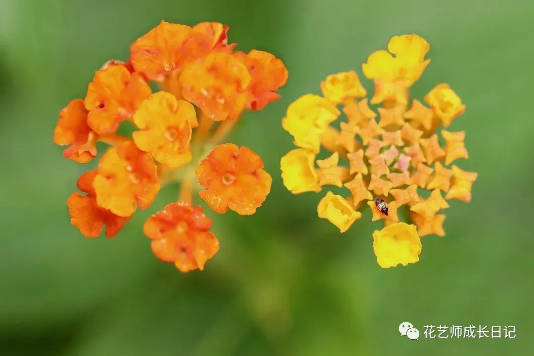 每日一花 | 被称为“最美入侵物种”,颜色多变的马缨丹! - 知乎