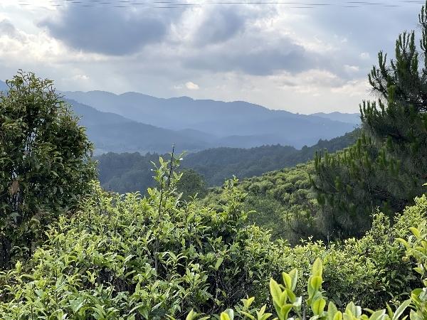 云县大寨古源茶厂图片