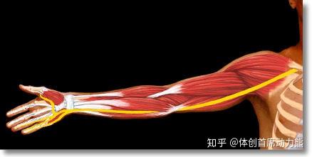 手肘部一磕就麻的麻筋是什么? - 知乎