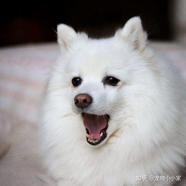 为什么养“银狐犬”的人很少?原来是这几点让人难以接受 - 知乎