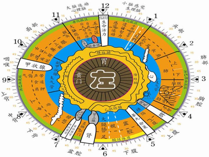 高清眼志图解图片