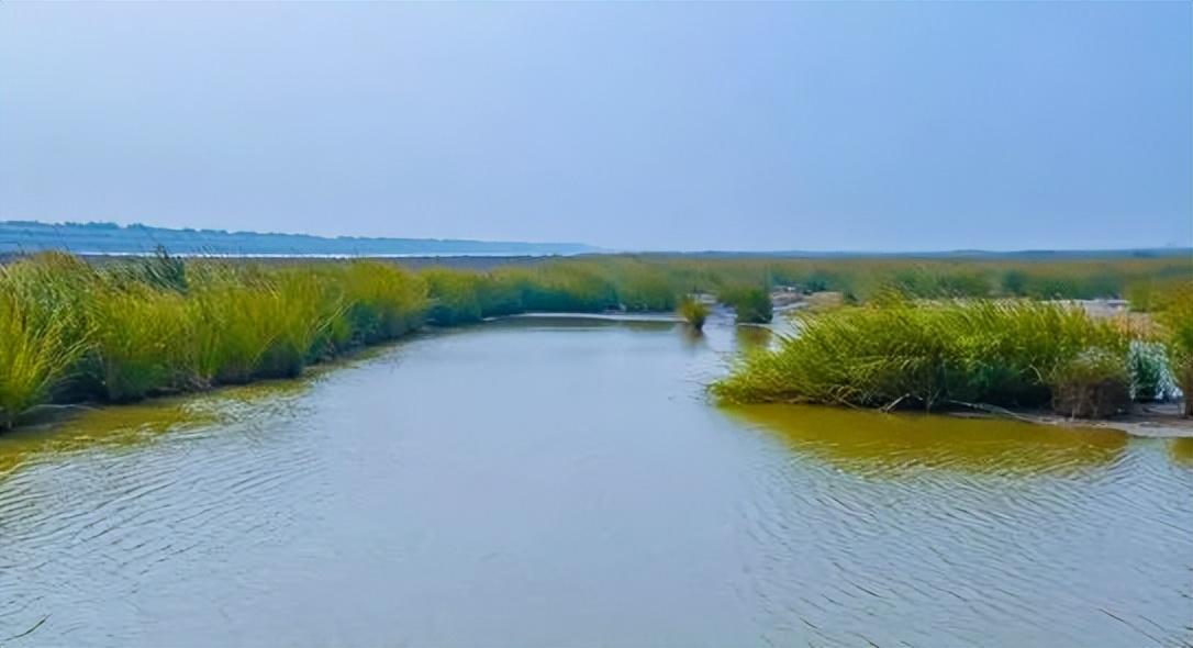 lr1601 | 评估潮沟对滨海盐沼植被空间分布及其地上生物量的影响