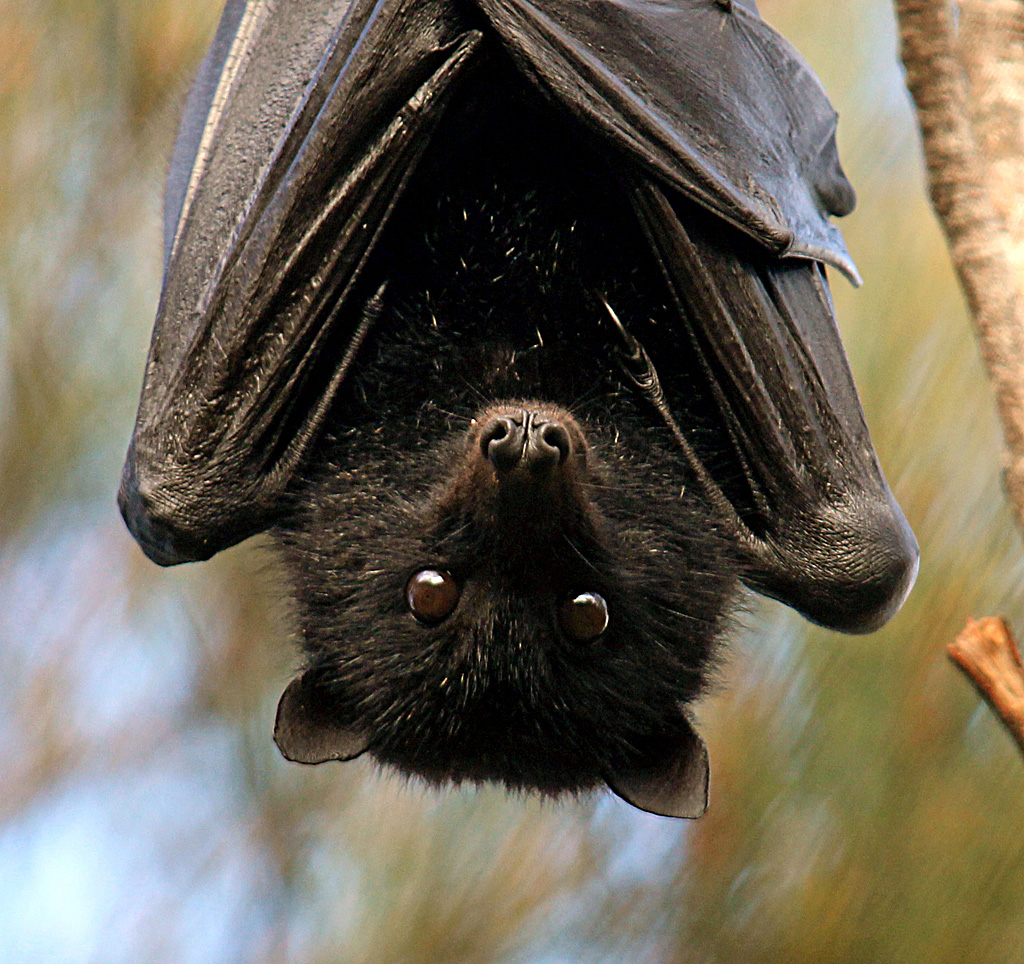 蝙蝠究竟有什么特别之处，能在体内藏这么多致命病毒？ - 知乎