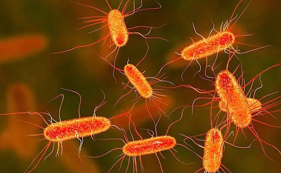 细菌,真菌混合快检试剂盒