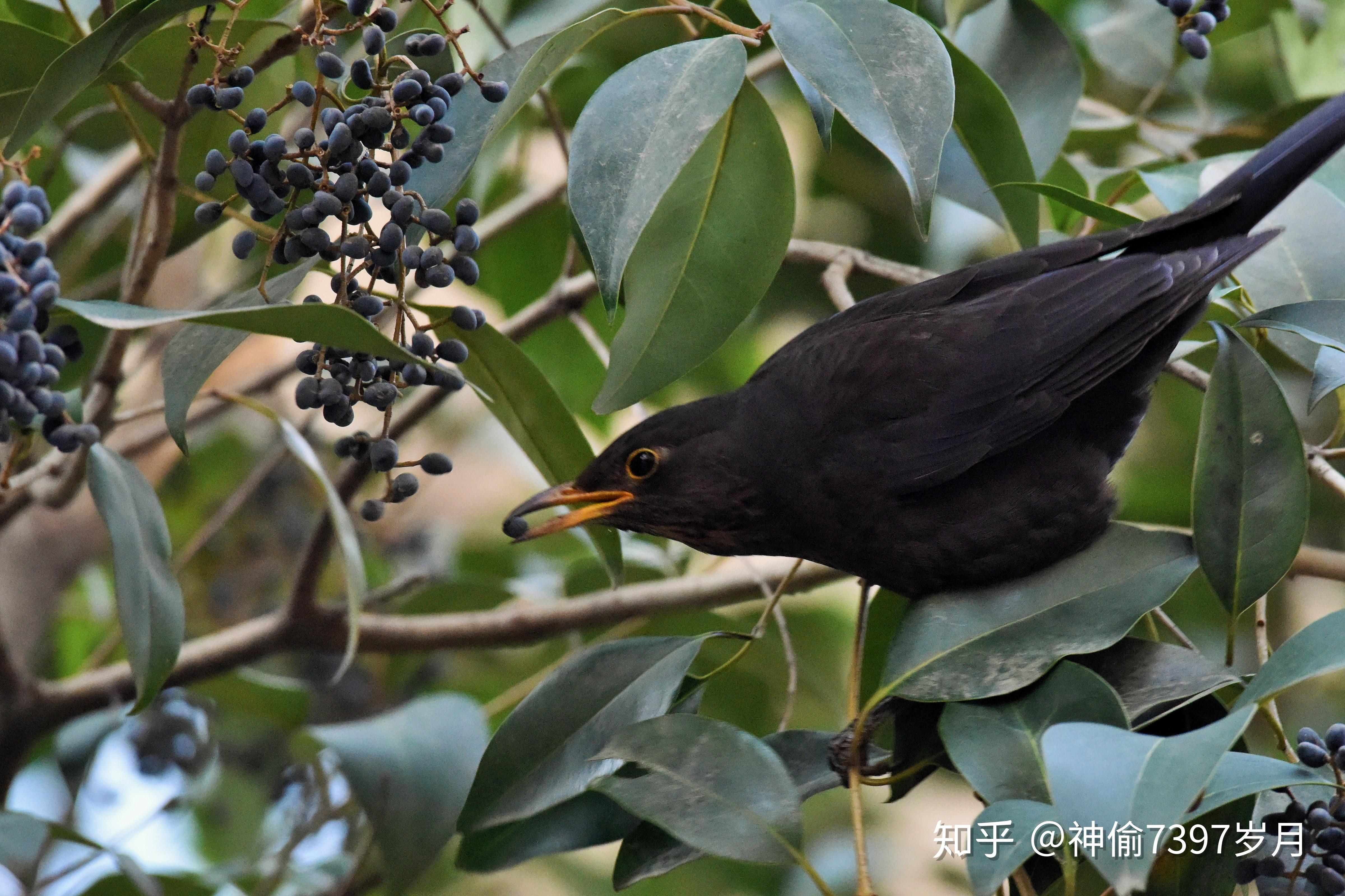 鸫科鸟类: 乌鸫 (Turdus merula),唯一喜欢在你家附近筑巢的鸟 - 知乎