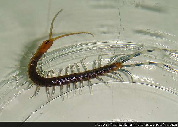 请问这是什么虫子