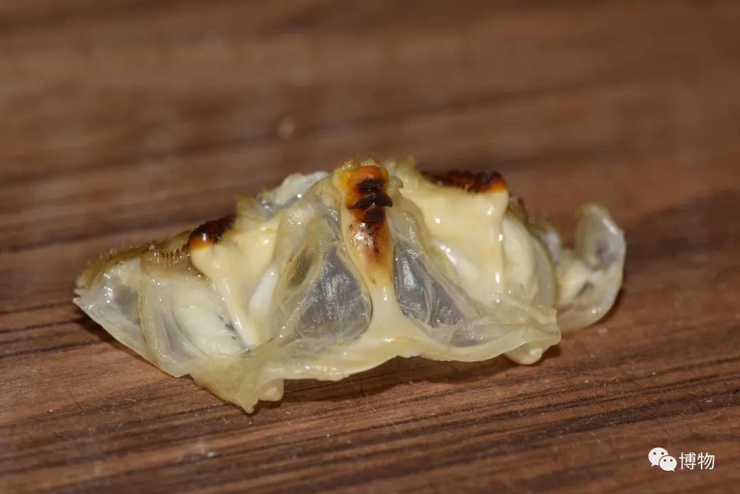 看看这黑脸和大袍袖,是法海没错了要找法海,首先要注意:蟹盖揭开后