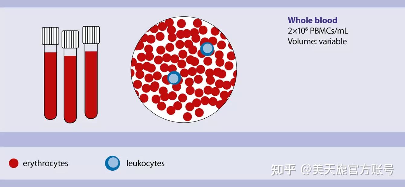 MACS专栏九：小白专栏|外周血细胞成分概览 - 知乎