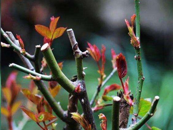 蓝妖 月季花早春管理 花事要点总结 知乎 蓝妖 月季花早春管理 花事要点总结 知乎