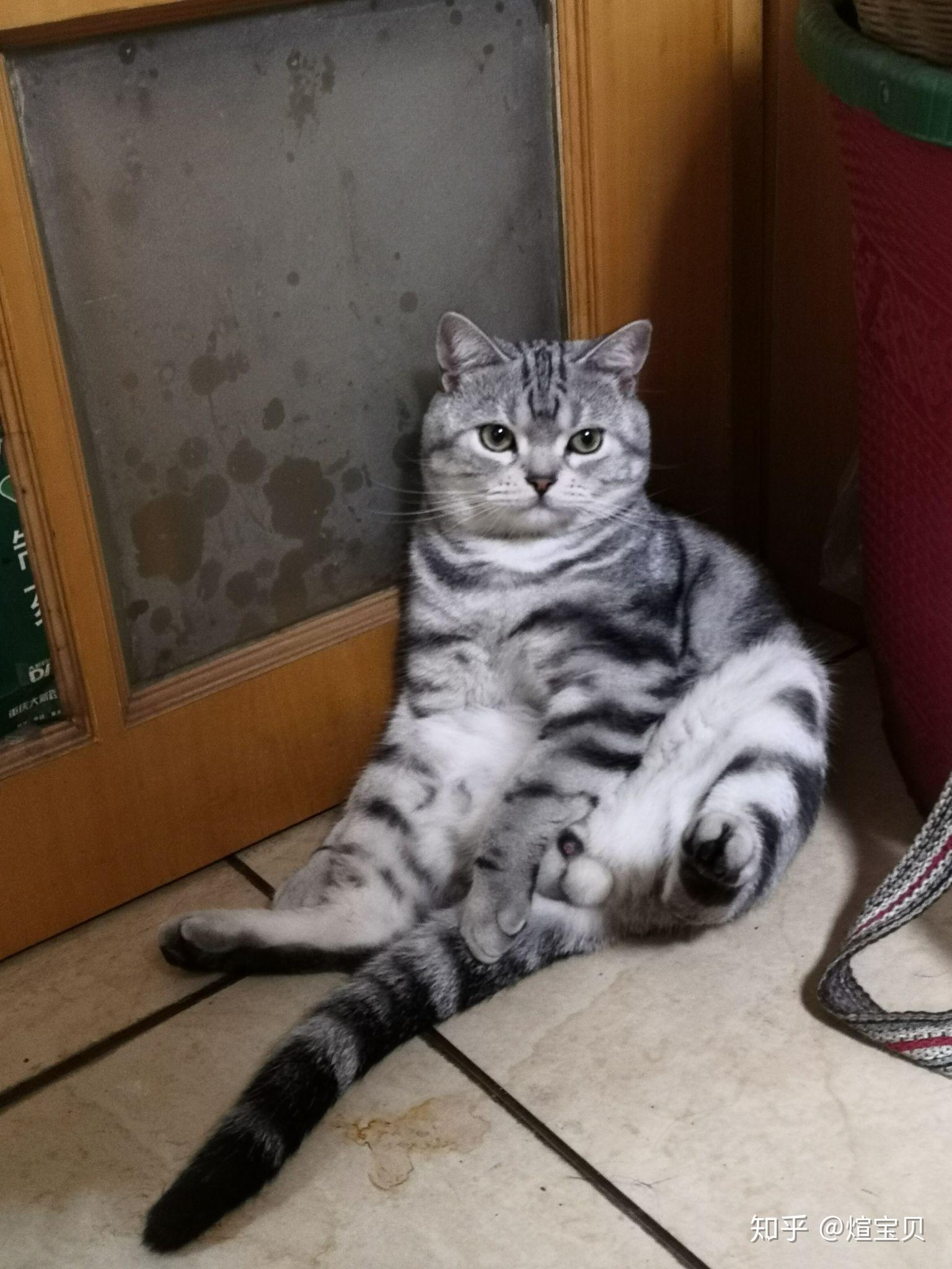 美短虎斑怎样辨别? - 知乎