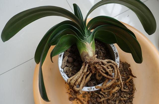 植物烂根如何诊断 四看一凭就够了 知乎 植物烂根如何诊断 四看一凭就够了 知乎