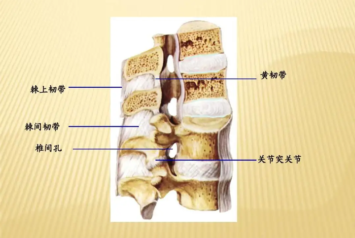 棘间韧带水肿痛到难以起床?和匠中医:一个疗程即可快速治好 - 知乎