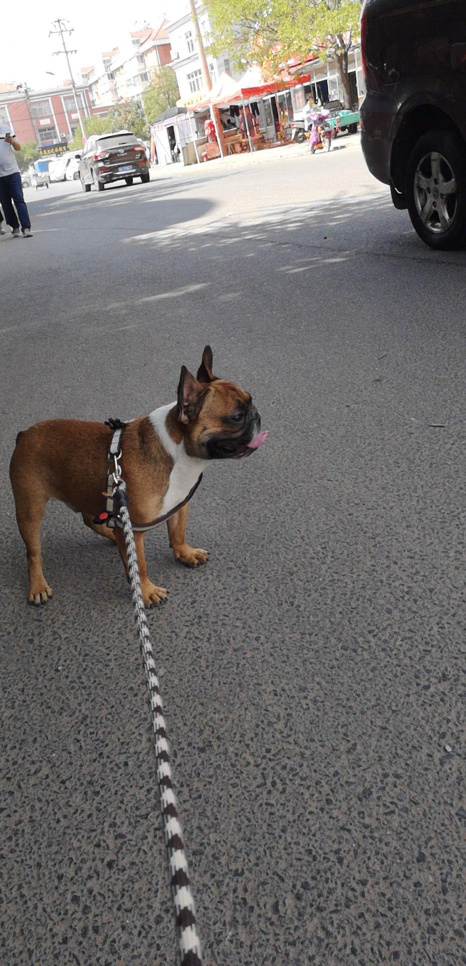 法斗串会爆头吗