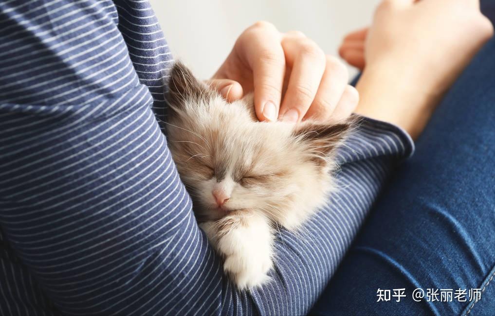 新手养猫指南,掌握这些基本技能,你也是个资深铲屎官 - 知乎