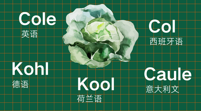 17世纪,荷兰人把卷心菜带到了东南亚,随后传入了闽南地区.