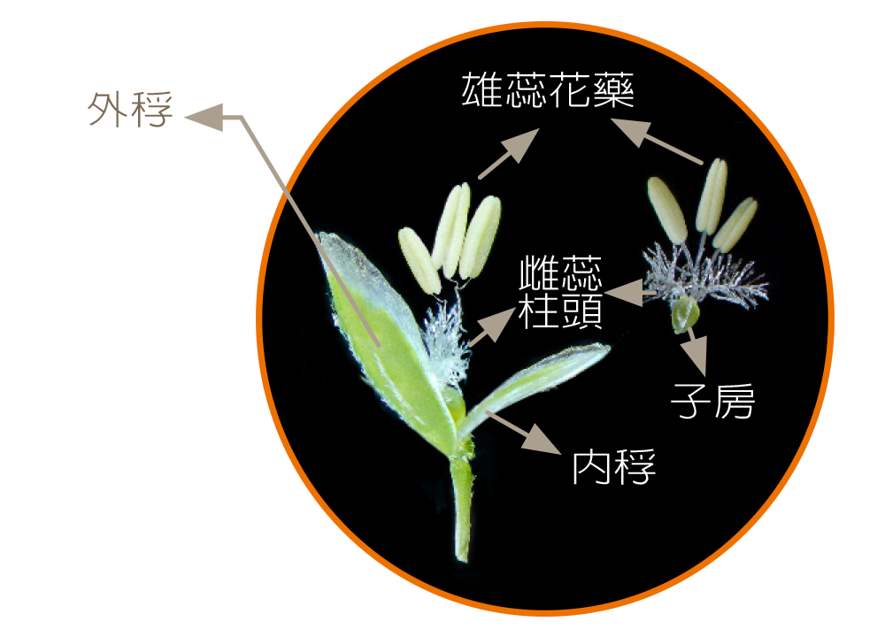 禾本科植物结构图片