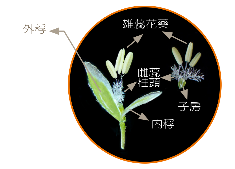 小穗是禾本科植物的花吗?